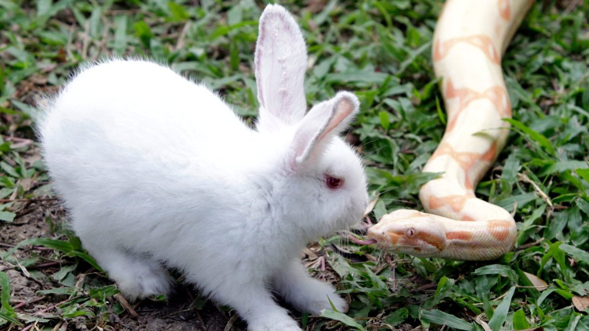 Милый кролик с сердечком