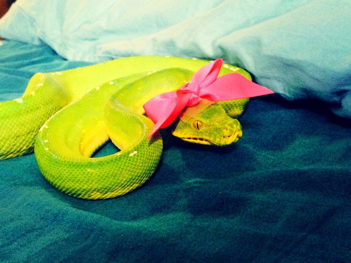 Змея с ушами