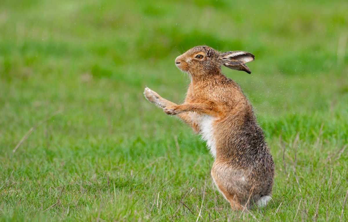 Зайчик и котенок