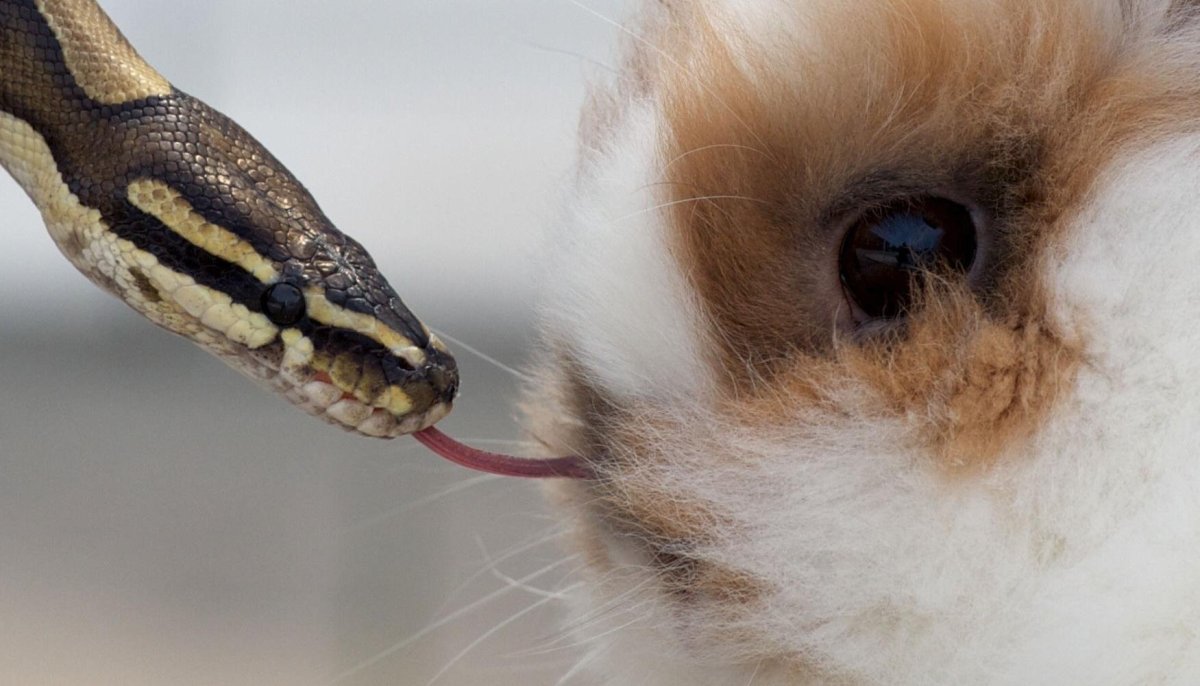 Змея с ушами