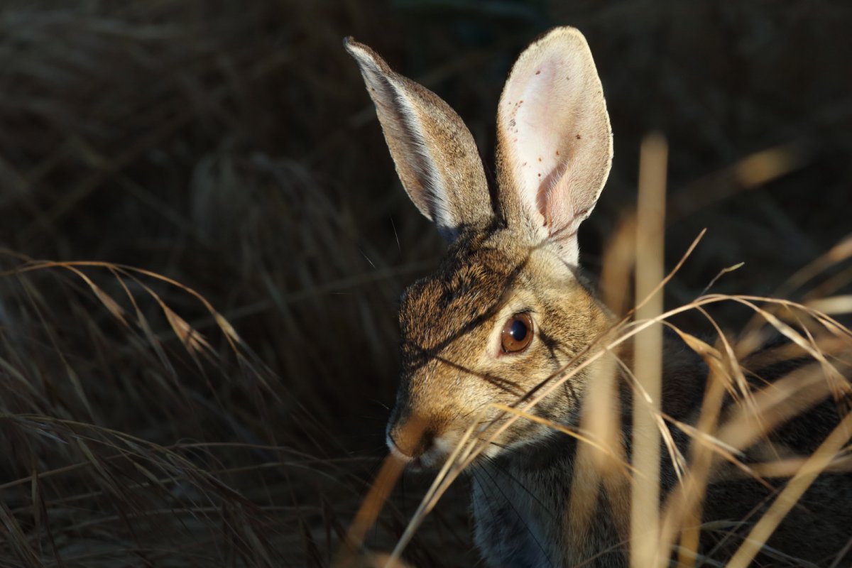 Кролик арт карандашом