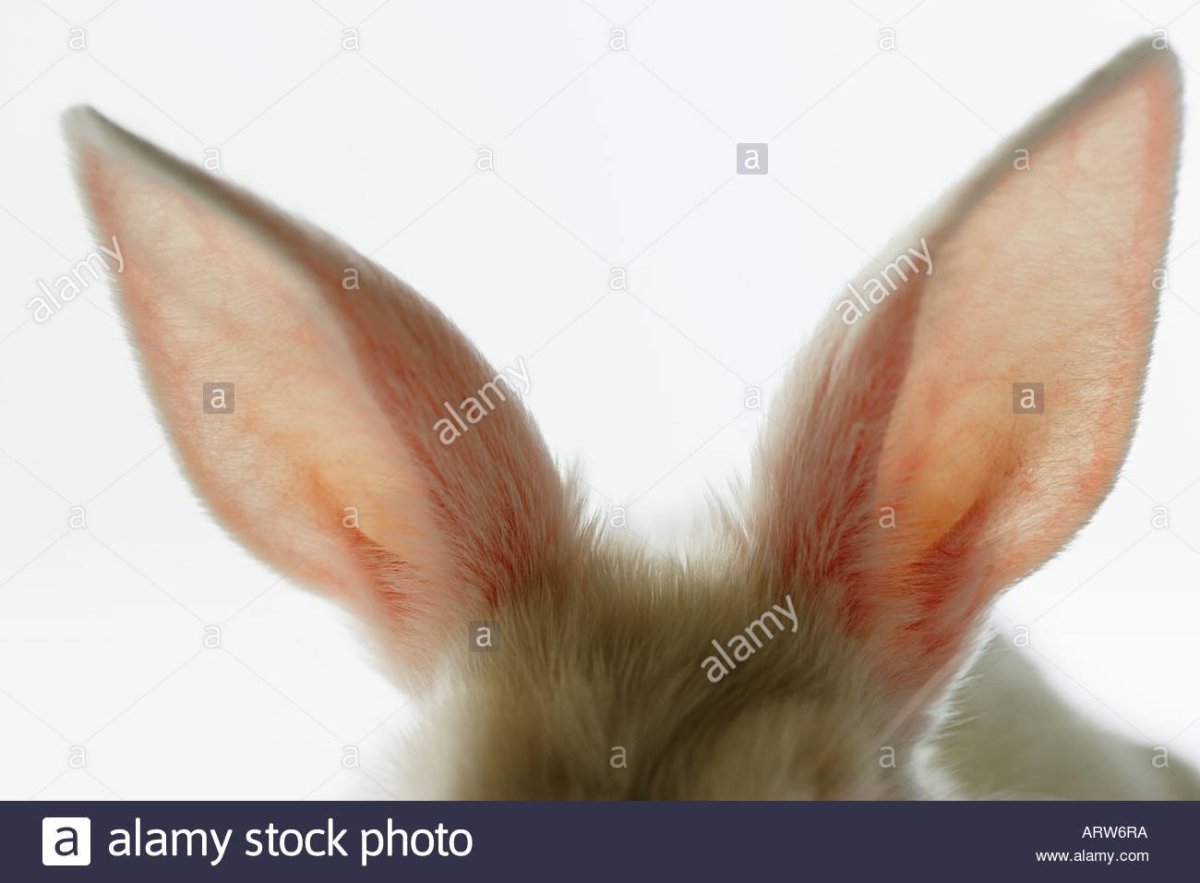 Заячьи уши настоящие