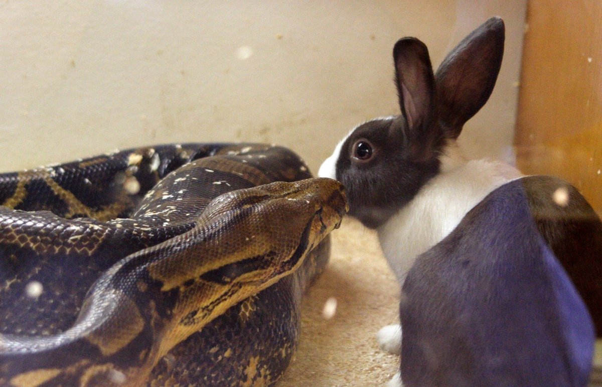 Кролики и удавы