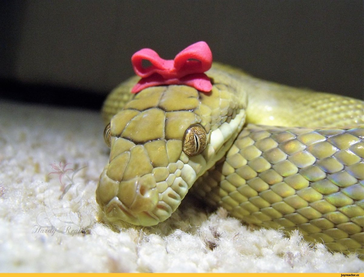 Белый пушистый кролик