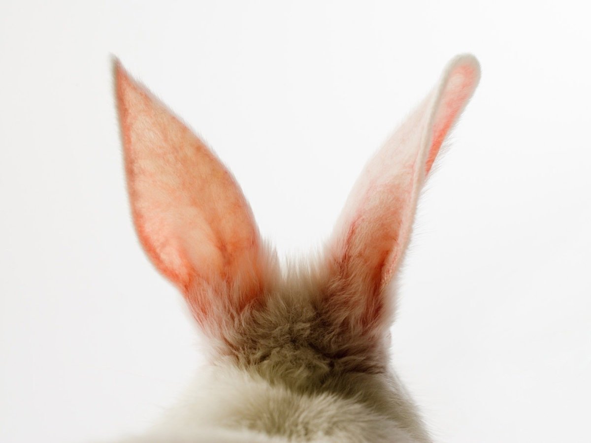 Саблезубый тушканчик