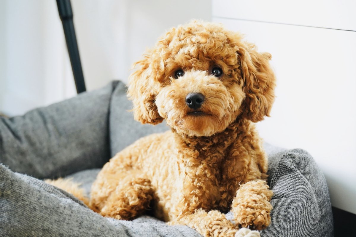 Пудель за ноутбуком