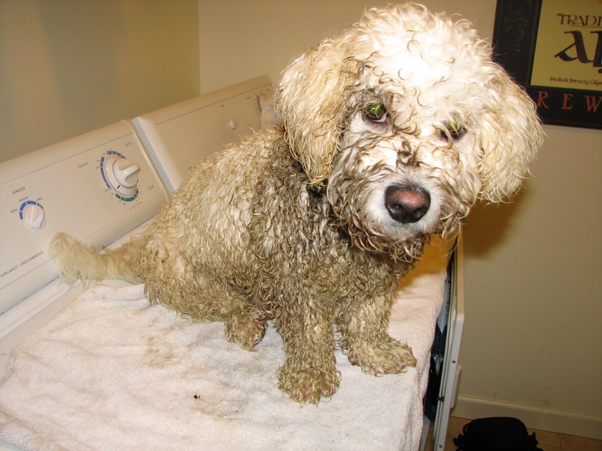 Неухоженный пудель