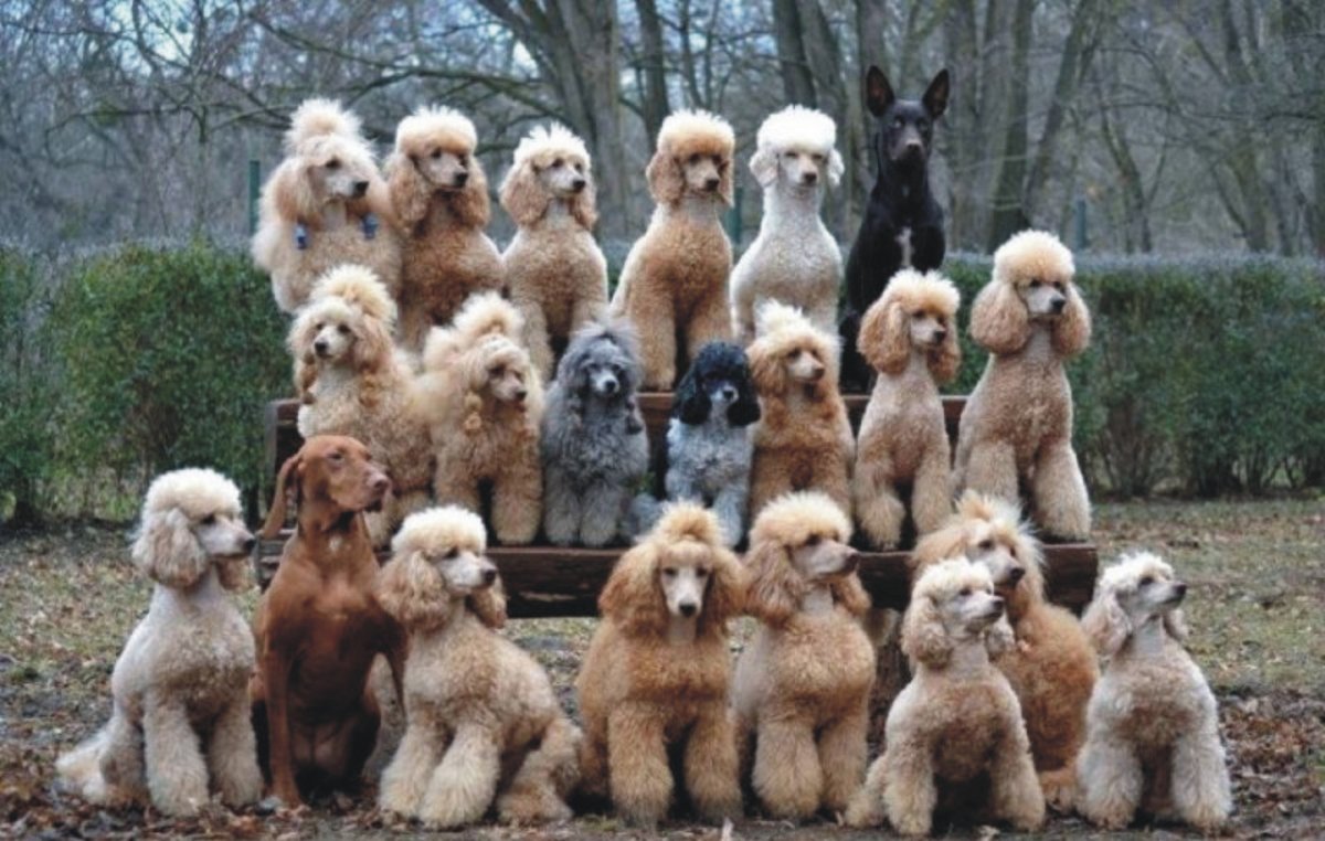 Пудель метал Фэмили