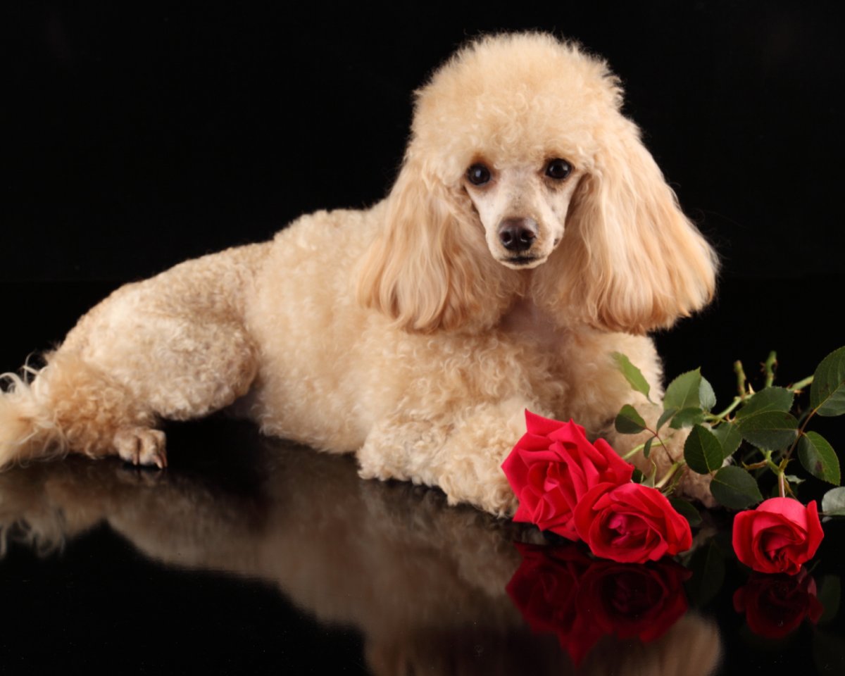 Пудель карликовый золотистый