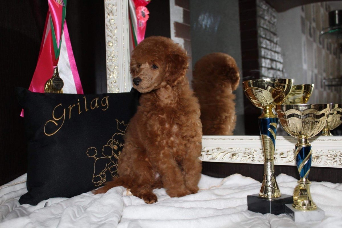 Малый пудель красный