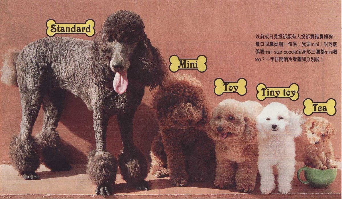 Карликовый пудель рост и вес