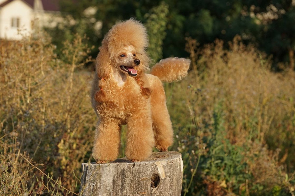 Королевский пудель