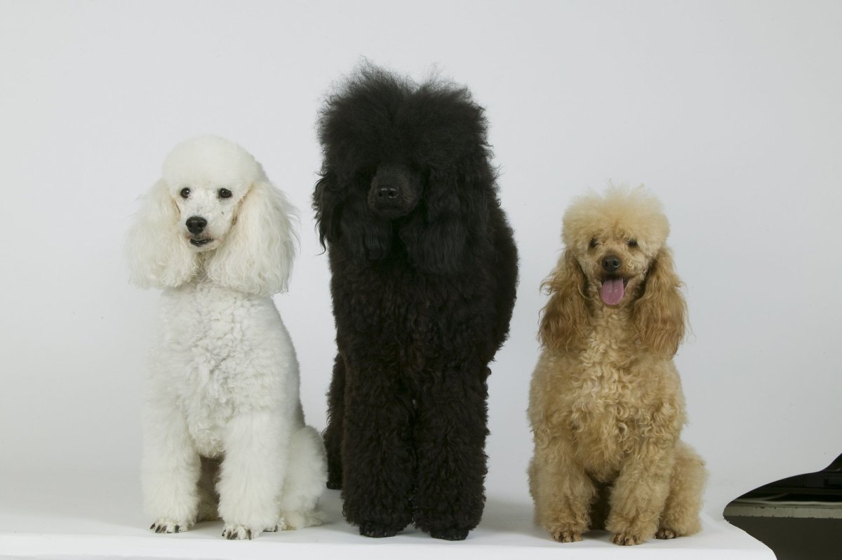 Карликовый Королевский пудель