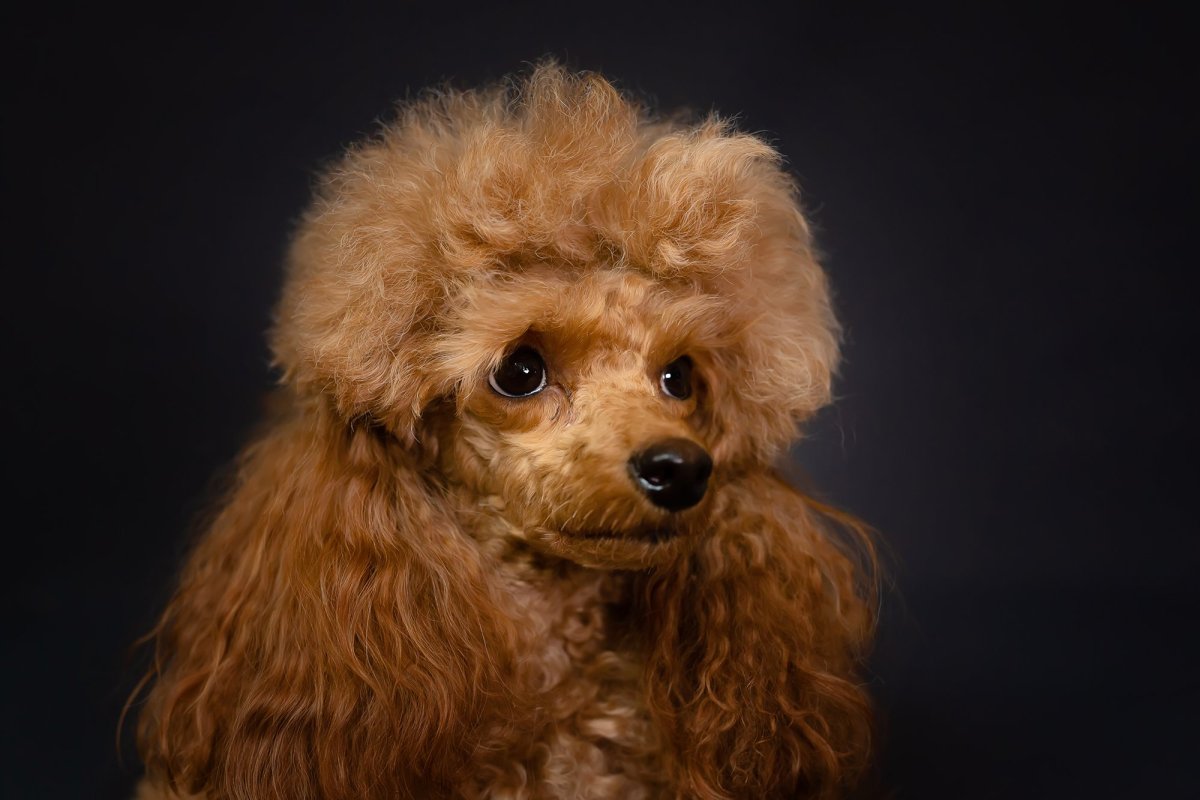 Великолепный пудель