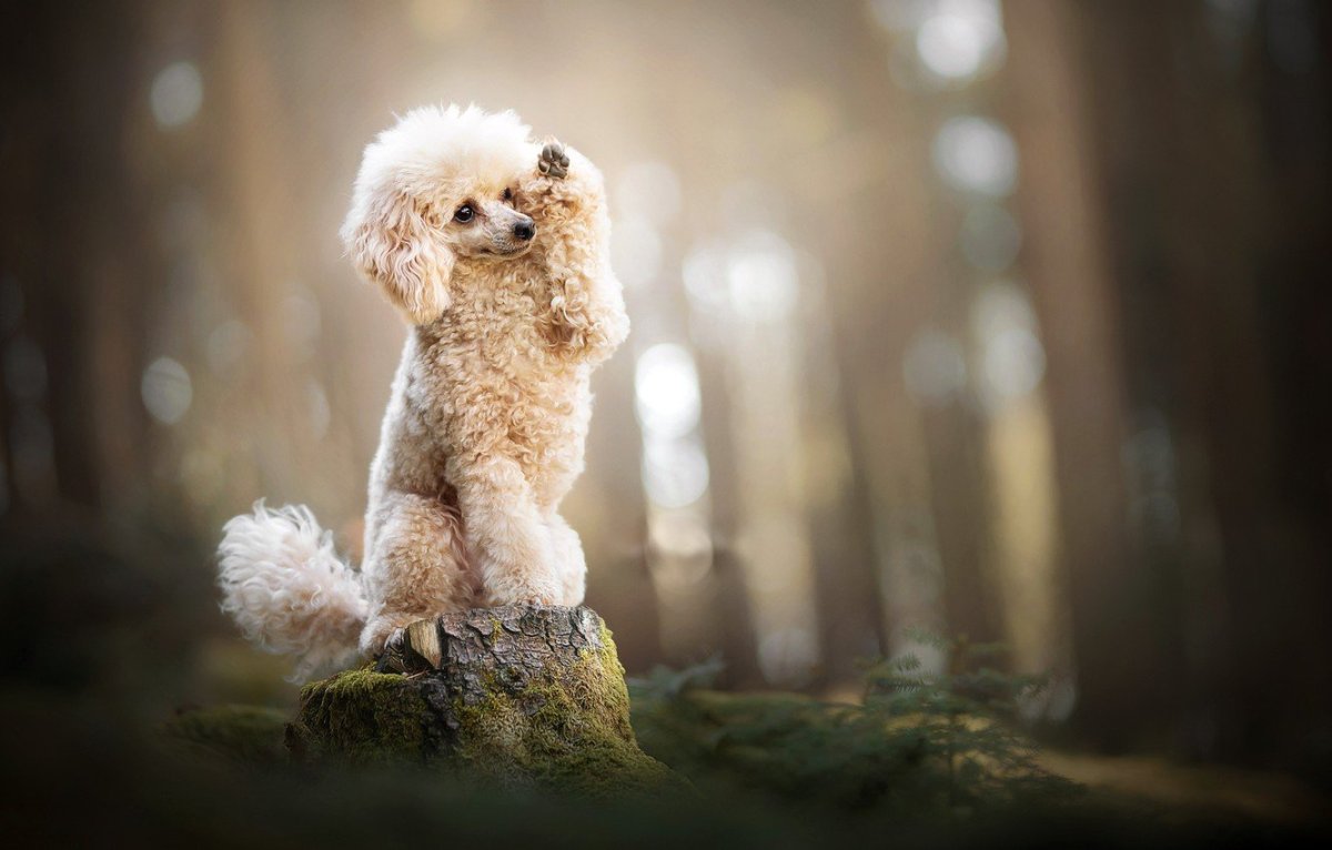 Пудель на рабочий стол