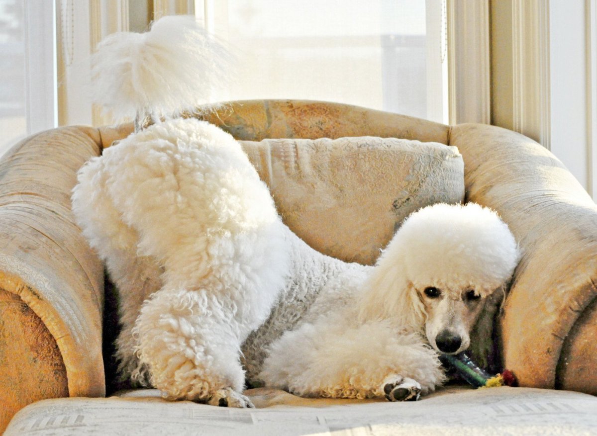 Золотой ретривер + пудель