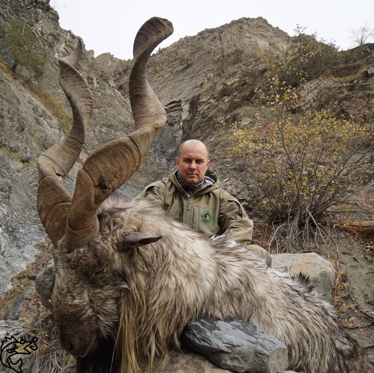 Архар Марко поло