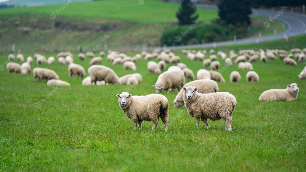 Овечки пасутся