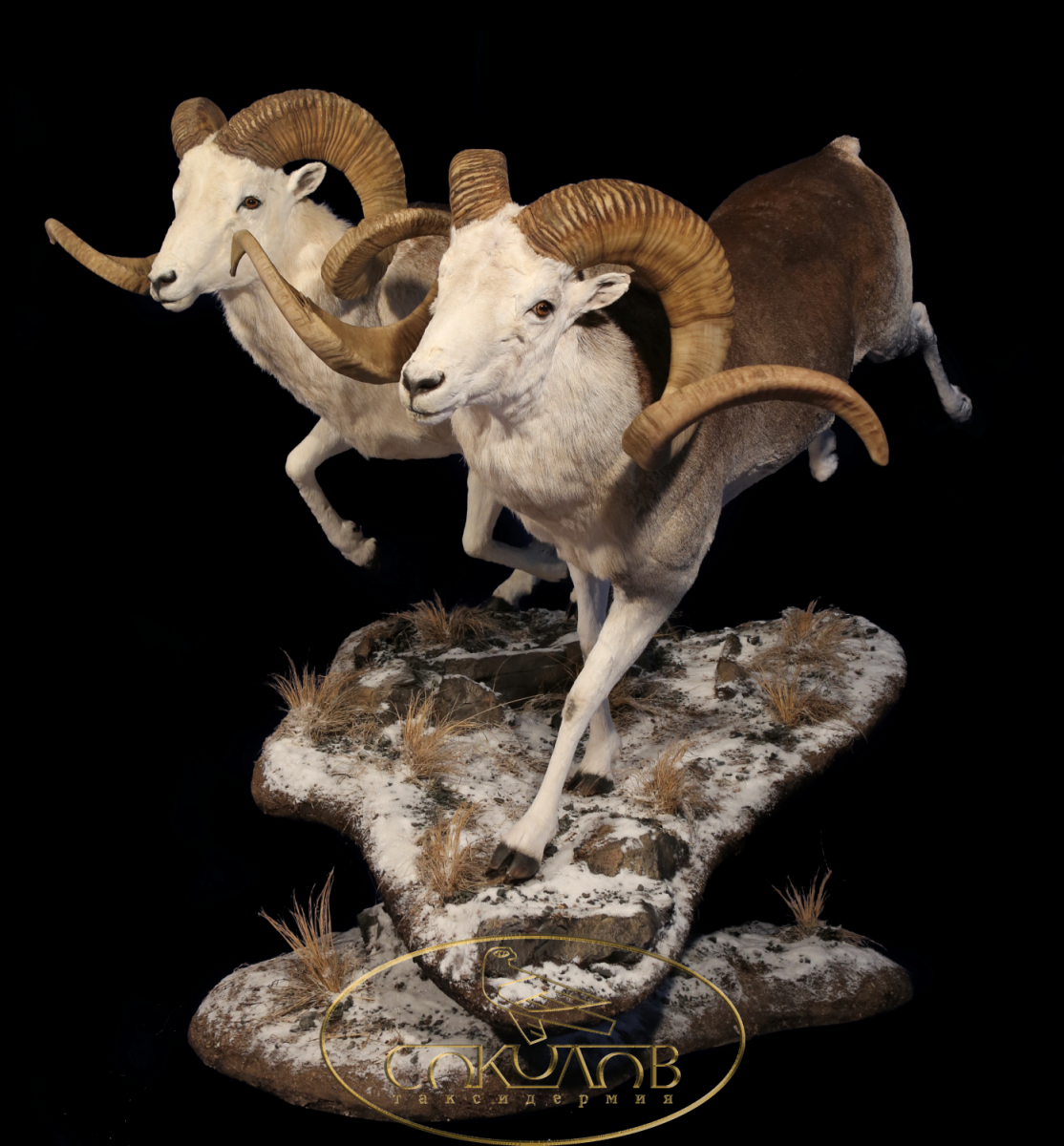 Горный Марко поло охота