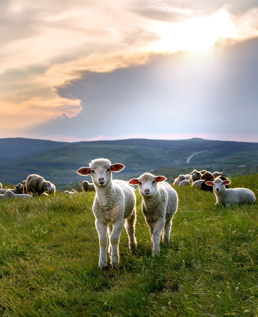 Бараны пасутся