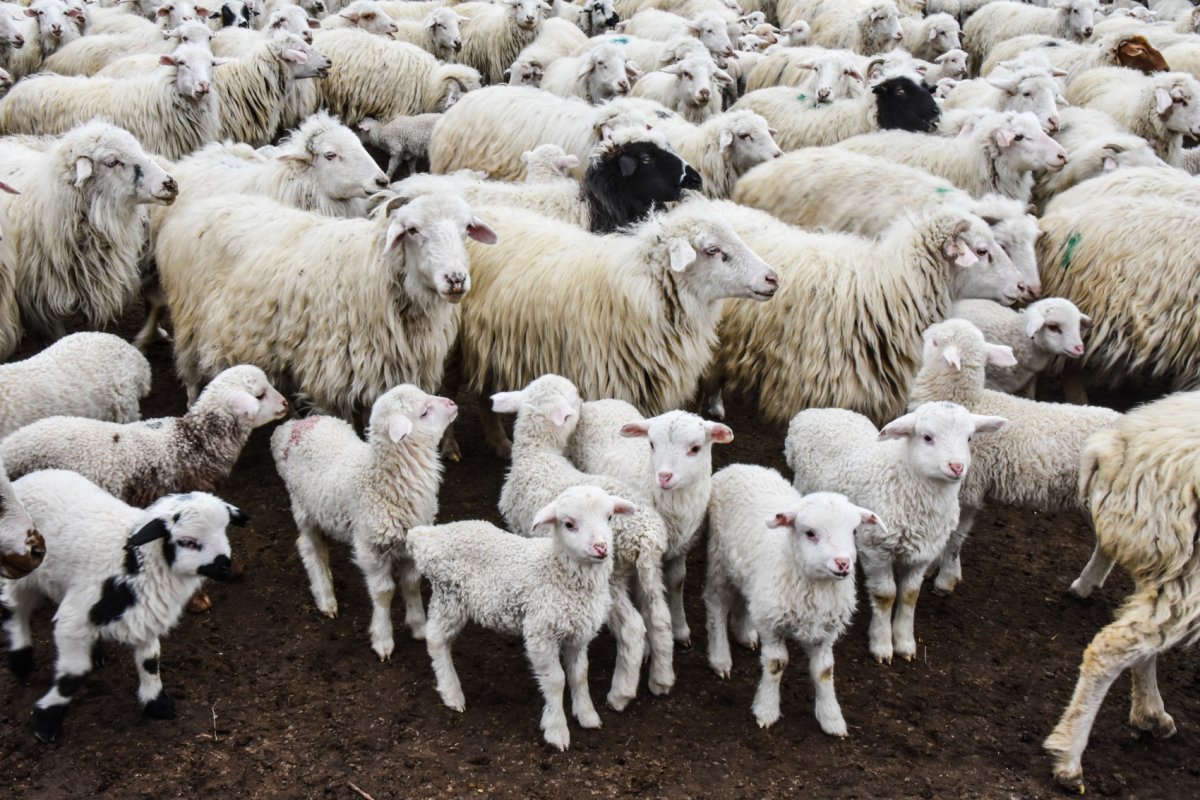 Бараны много