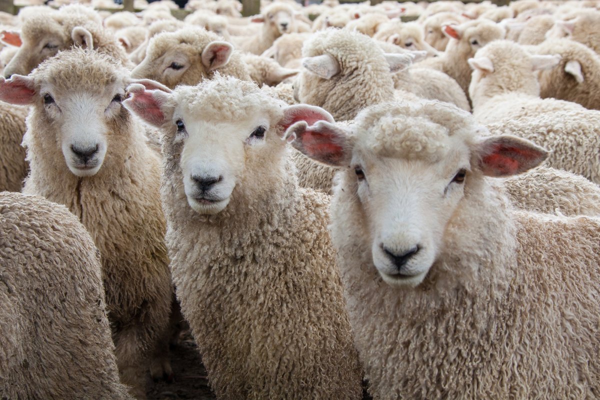 Баран меринос