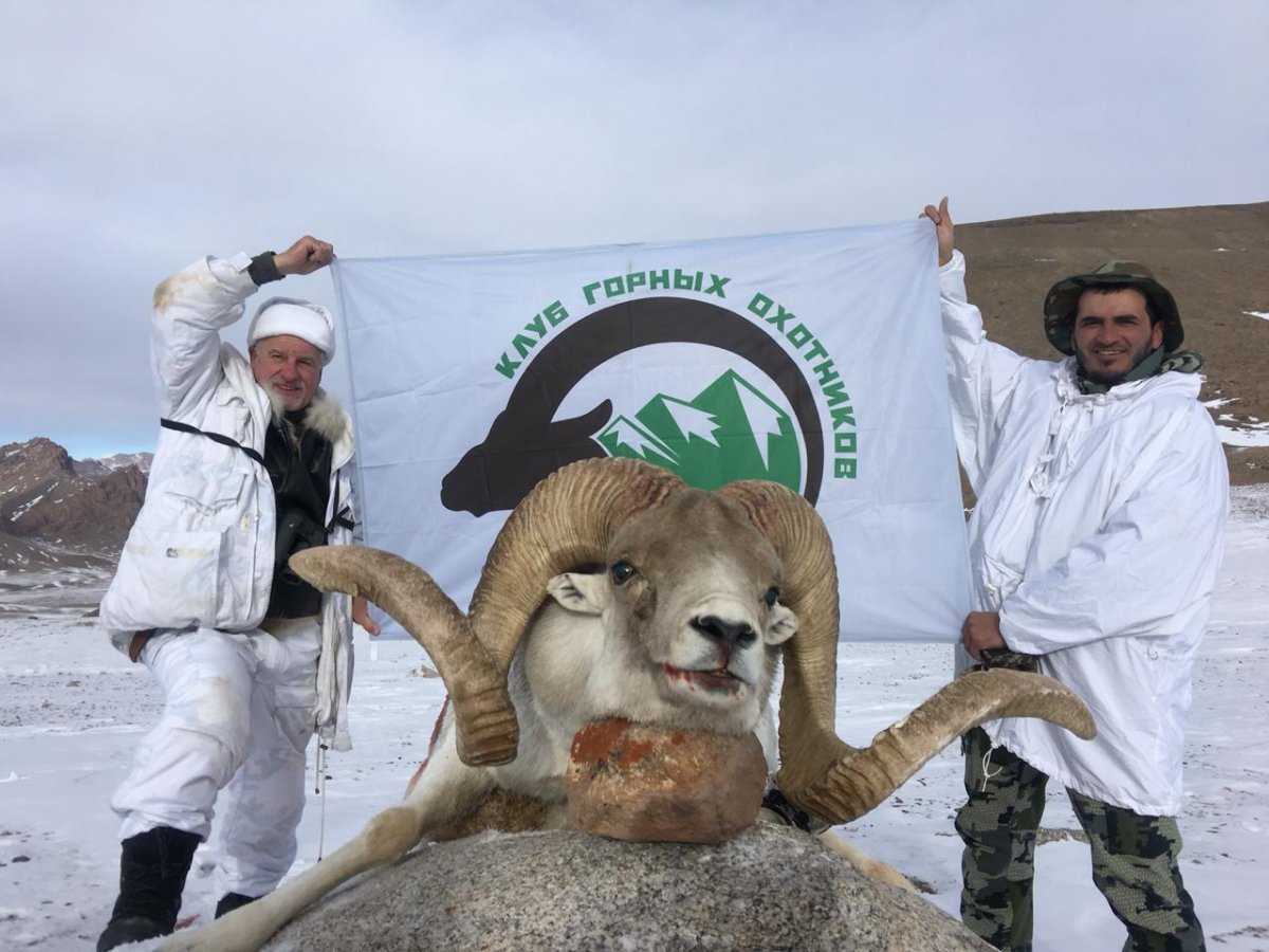 Архар горный Марко поло