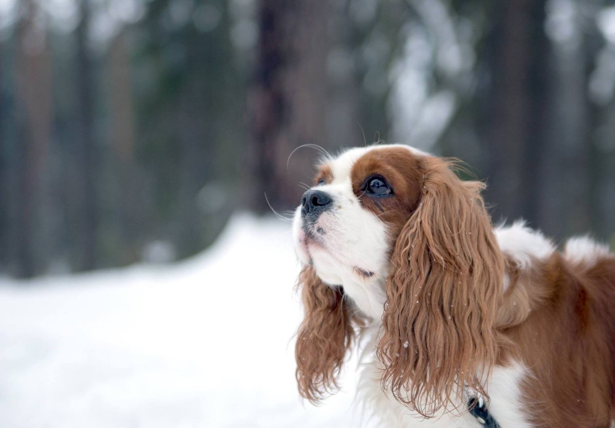 Кинг-Чарльз-спаниель Йоко