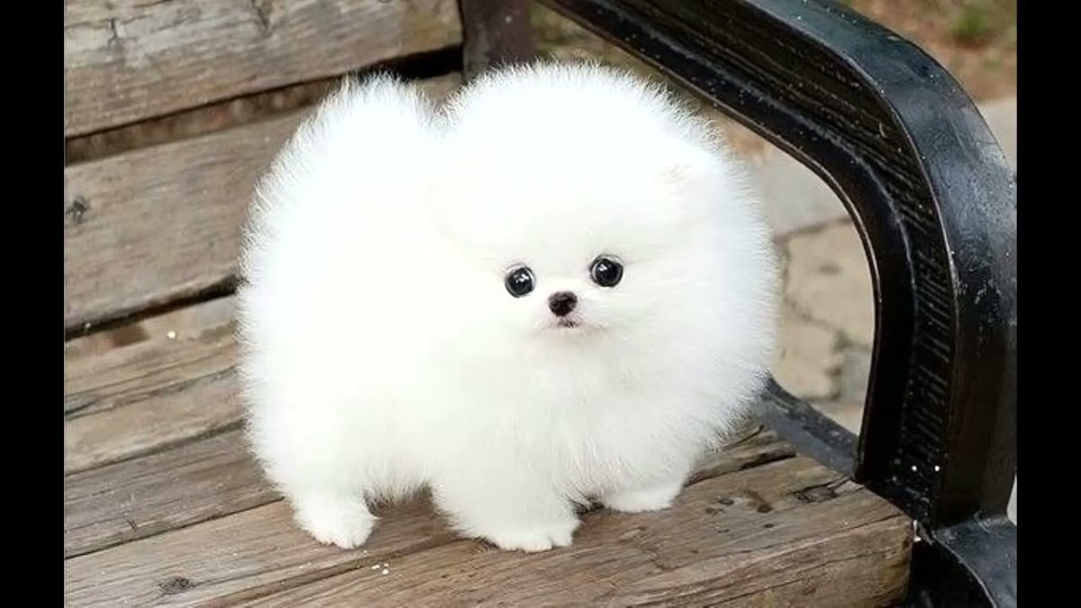 Шпиц карликовый белый