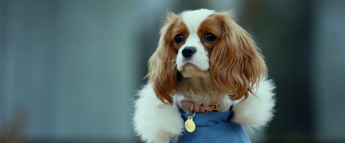 Кавалер Кинг Чарльз спаниель Йоко