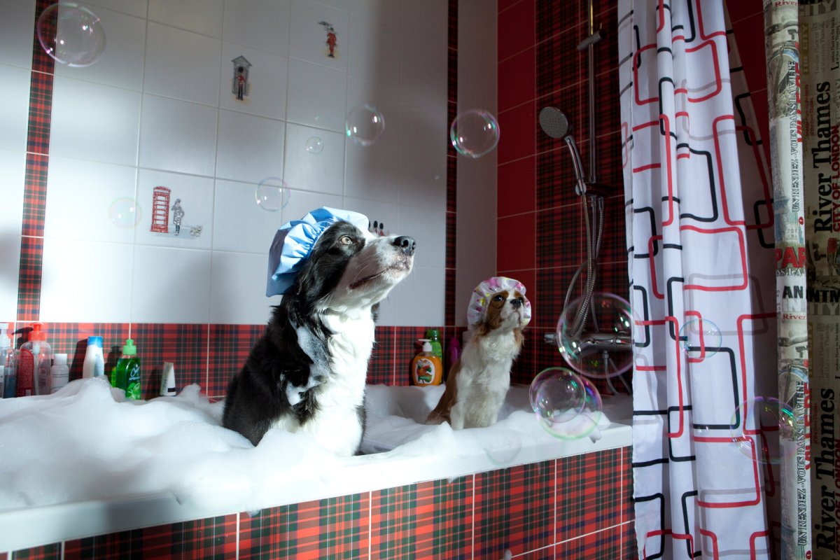 Ёлки лохматые Йоко