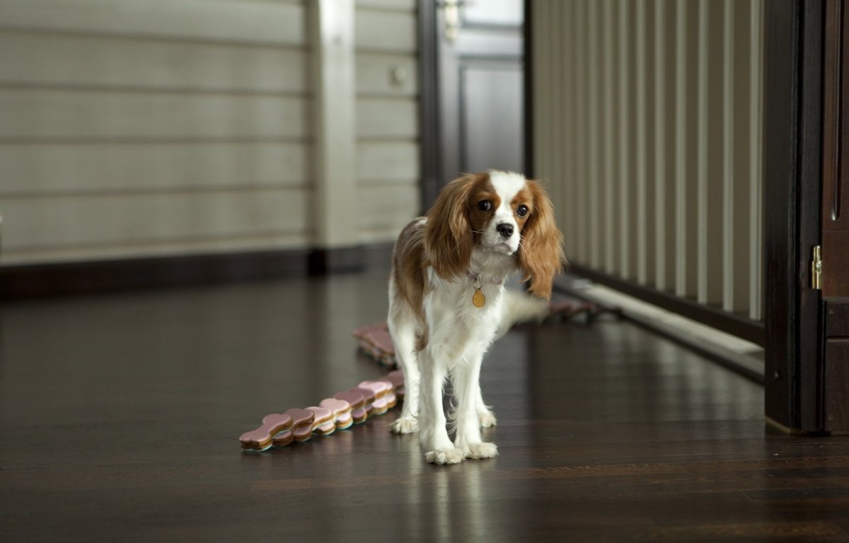 Ёлки лохматые Йоко