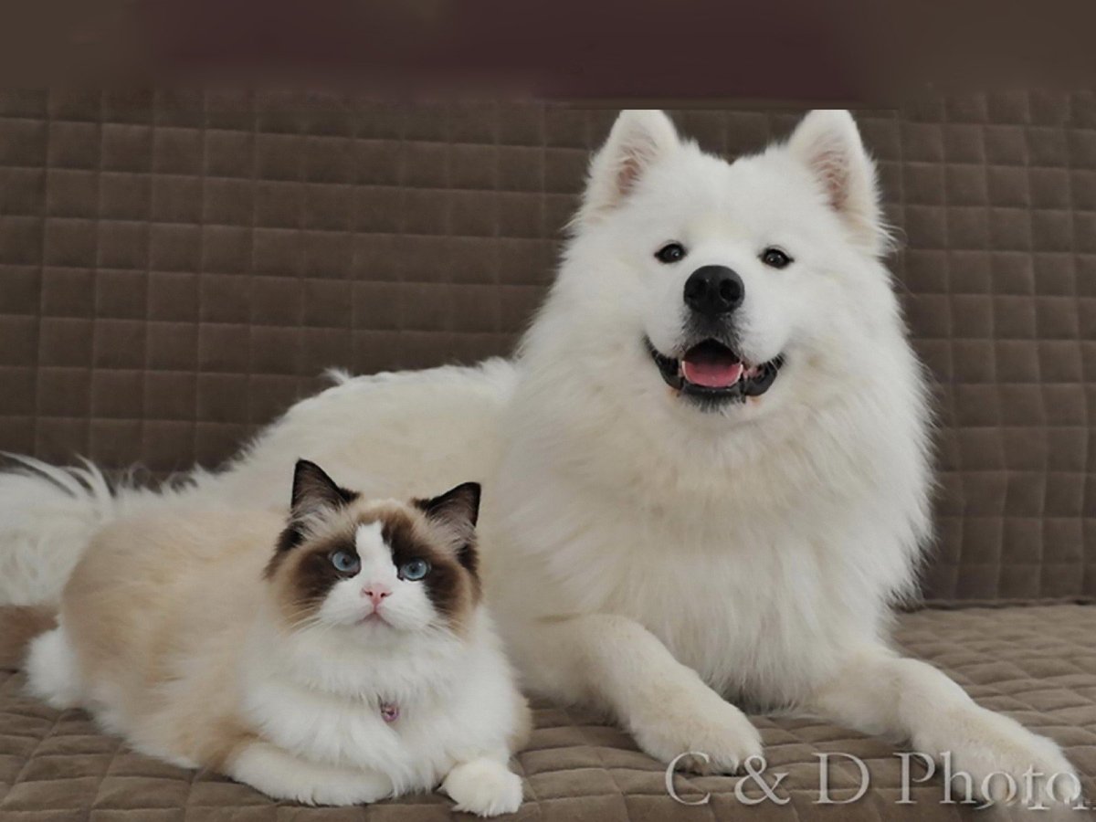 Параметры собаки породы Йоко