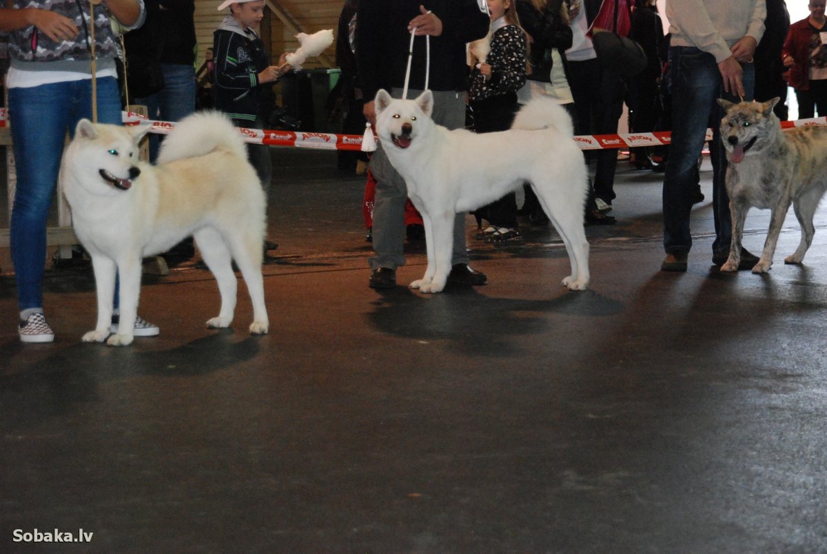 Йоко собака порода фото