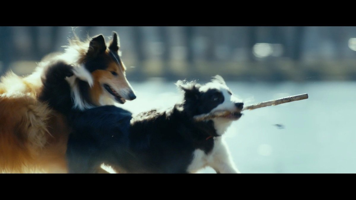 Ёлки лохматые пират