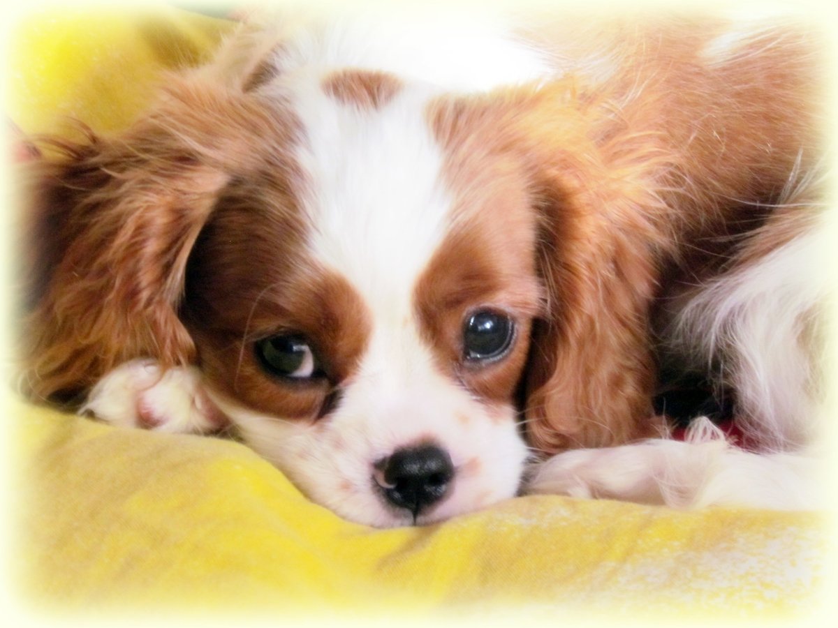 Кавалер Кинг Чарльз спаниель