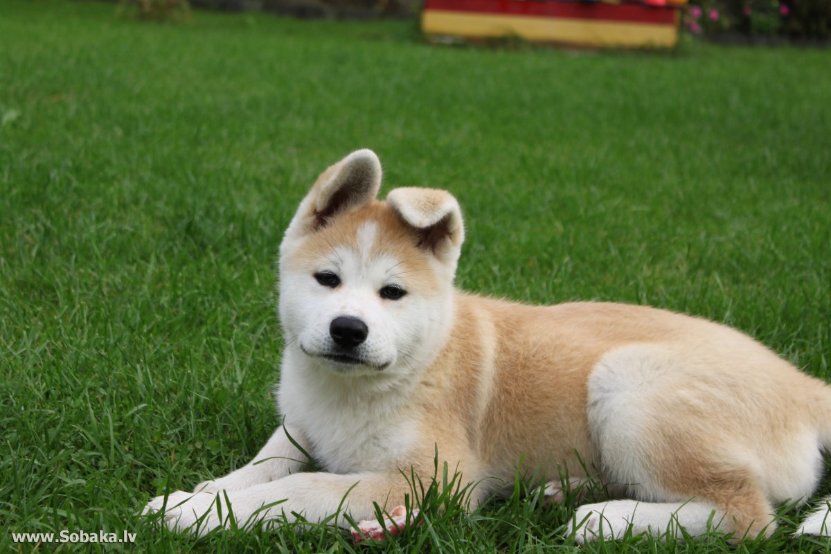 Японская Акита ину