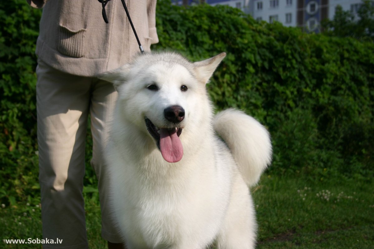 Собака тигр