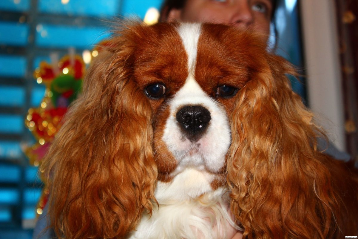 Кавалер Кинг Чарльз спаниель Йоко