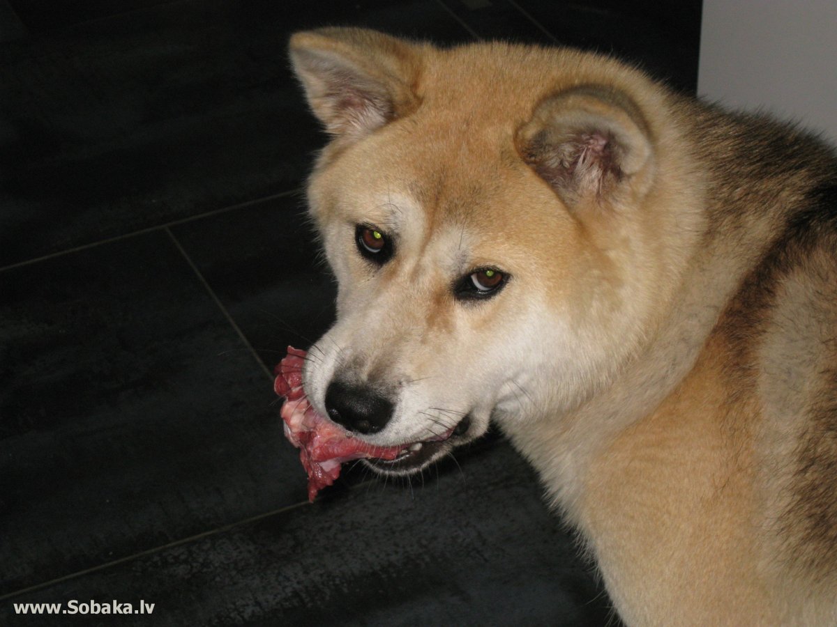 Йоко саба собака