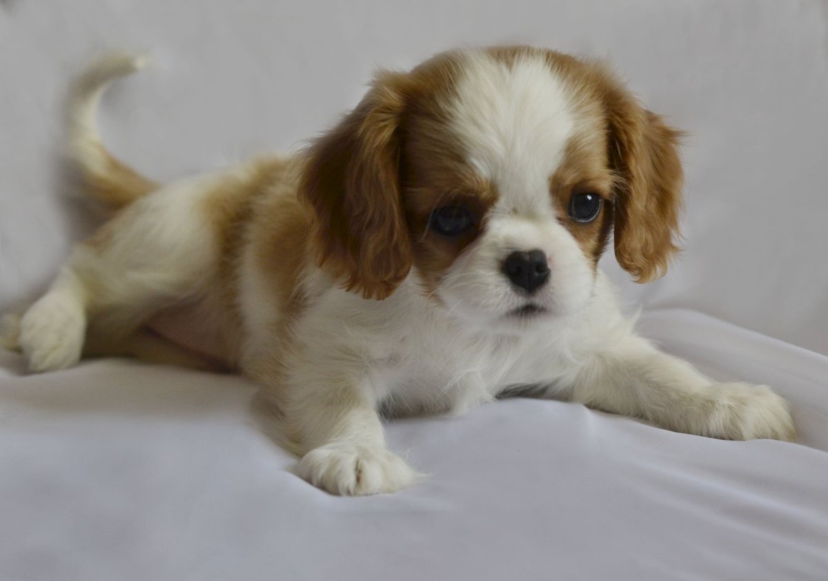 Спаниель Йоко