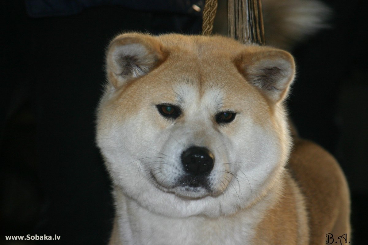 Йоко собака китайская порода