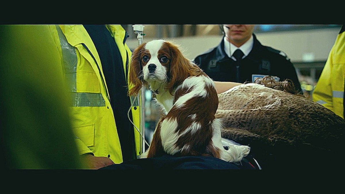 Ёлки лохматые Йоко и пират