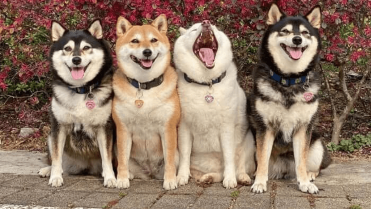 Сиба ину Хина которая портит