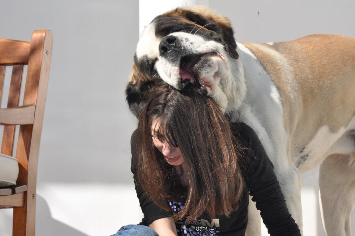 Сенбернар малыш