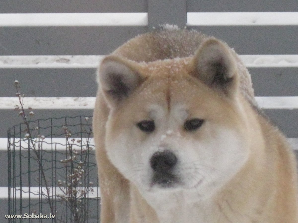 Йоко собака китайская порода