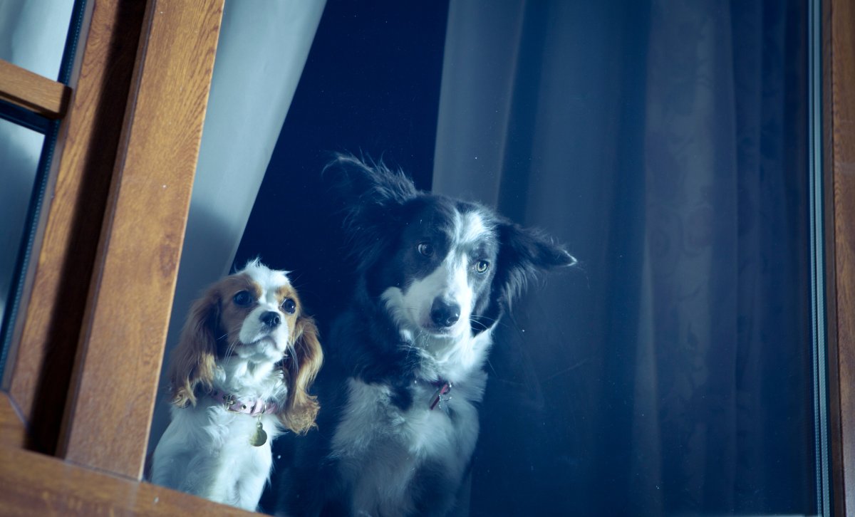 Ёлки лохматые Йоко