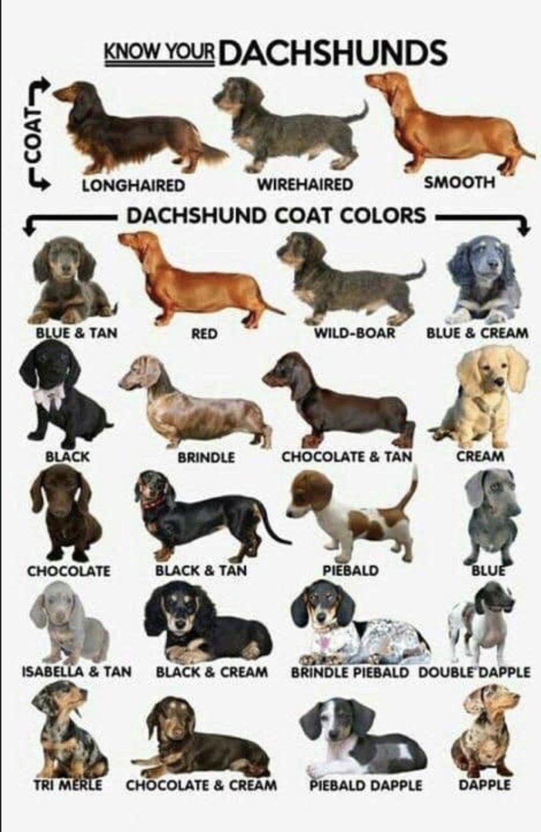 Окрас собак названия с картинками