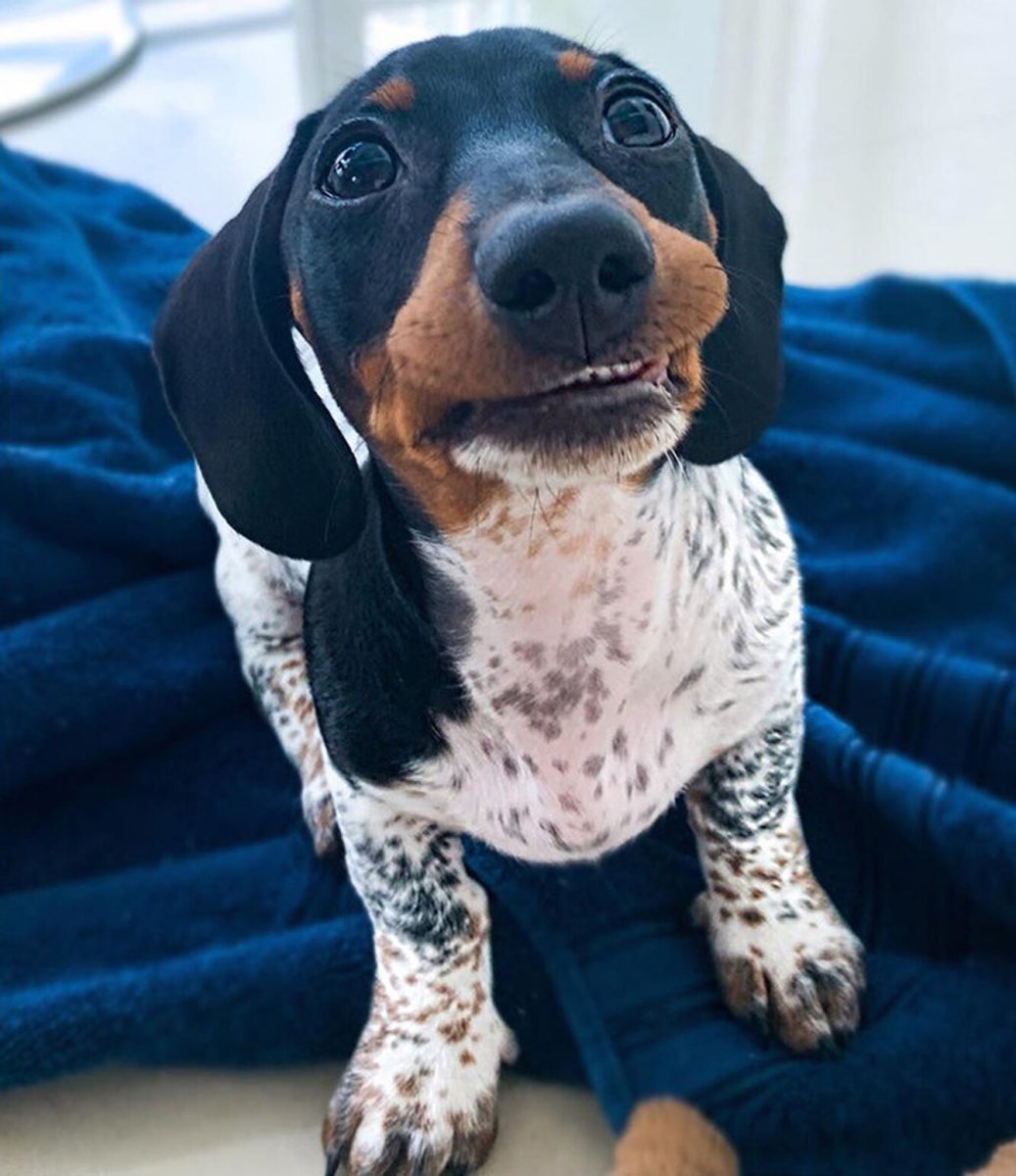 Пятнистая такса