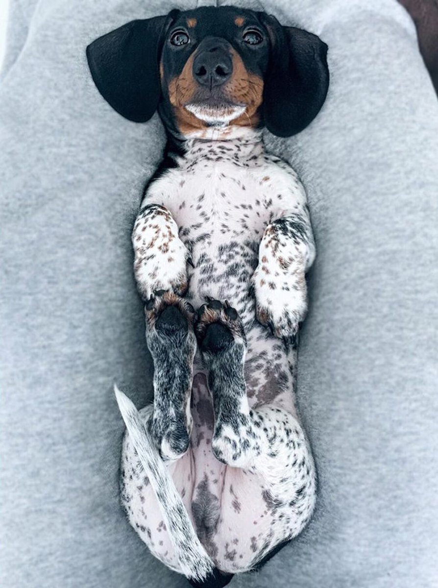 Такса с окрасом далматинца